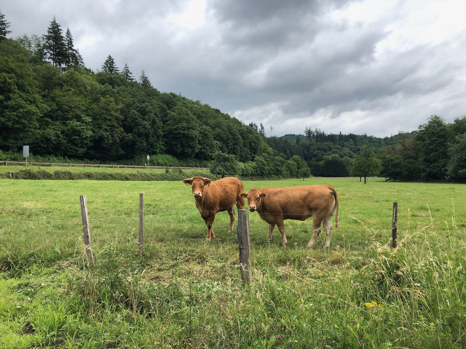 Kühe am Wegesrand in der Eifel