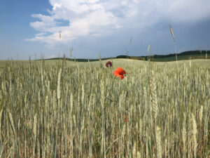 Getreidefeld in der Uckermark